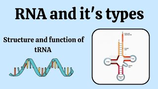 Structure and function of tRNA  Type of RNA molecularbiology microbiology [upl. by Flann975]