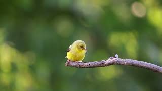 Canon R5 Mark ii 4K 120FPS Graded  American Goldfinch [upl. by Nyraf]