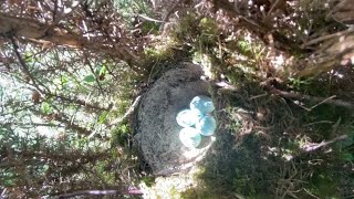 Bird Nesting Walk No14 New Finds Great new active nests [upl. by Acima]