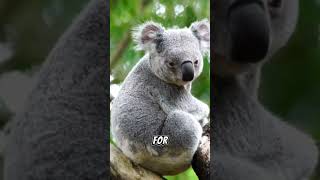 Koalas Guardians of the Eucalyptus Forest shorts short [upl. by Eseret756]