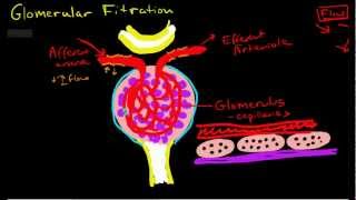 Glomerular Filtration [upl. by Giselle]