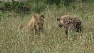 Why Hyenas are Important for Nature Hyenas Natures Ruthless Survivors  Hyenas Feeding Habits [upl. by Levitus]