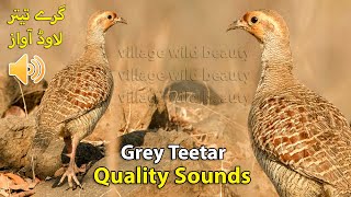 Grey Teetar Quality Sounds  Francolin Jungle Calling Voice  Grey Partridge Full Sounds Voice [upl. by Maurilia938]