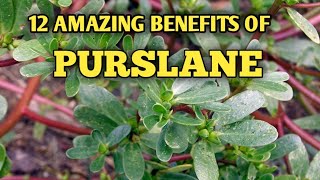 HOW PURSLANE HELP YOUR OVERALL HELATH THE AMAZING BENEFITS OF PURSLANE [upl. by Astrid258]