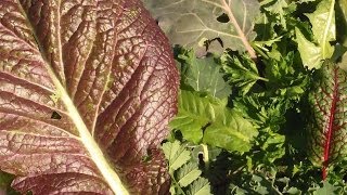 Cover Crops a Blanket for the Worms amp a Winter Salad [upl. by Reinhard944]