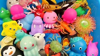 Learn Sea Animal Names I Vertebrates and invertebrates I Animals For Kids I Ocean Creatures [upl. by Friend]