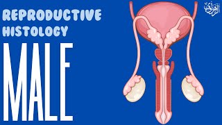 Reproductive System Histology Male [upl. by Melcher]