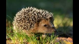 Hibernation in Hedgehogs Explained So Very Simply [upl. by Llednor]