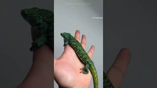 Meet the Rare Lizard Species of Mexico 🦎 [upl. by Suoiradal851]