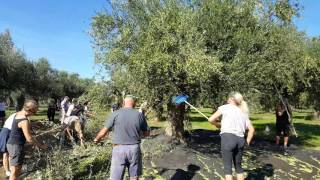 MessiniaPeloponnese Greece  Olive picking by Danish tourists by Trigilidas travel [upl. by Htebzile]