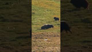 Insane Muskox Fight Have You Seen Animals Fight Before  wildlife animals amazing [upl. by Emlyn]