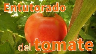 Cómo entutorar los tomates  Planeta Huerto [upl. by Tena226]