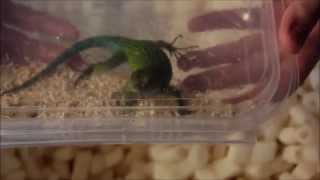 Unboxing  Sceloporus malachiticus [upl. by Llenrap280]