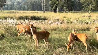 The Group Of Barasingha Kanha National Park 🏞️ [upl. by Anny]