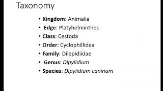 Dipylidium  Parasitologia Veterinaria [upl. by Jarvey]