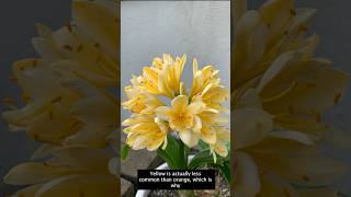 Flowering Perennials for Shade  Shade Plants Southern California [upl. by Trudey]