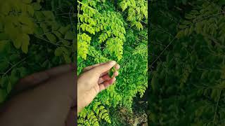 Moringa plant caring tips reels garden monsoongarden gardeningadvice [upl. by Ledah]