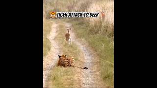 🐯🐯Tiger attack to Deer 🦌🦌tiger adventure zoo deer [upl. by Alidis]