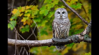 🦉🦉Barred Owl Hooting at nighttime🦉🦉 [upl. by Anilegna]