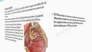 Nervios Raquídeos y S N Autónomo [upl. by Nwahsem]