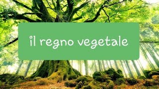 🌱Le piante🌱  il regno vegetale briofite e alghe pluricellulari [upl. by Edveh]