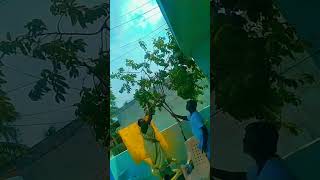 Ma peratti jam chettu 🍐🍐 song music love youtubeshorts fruit vineela [upl. by Anitsirhcairam]