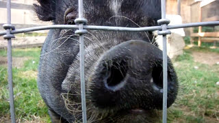 Eating like a pig pot bellied pig eats a cucumber pig funnypig farmanimals [upl. by Anirda]