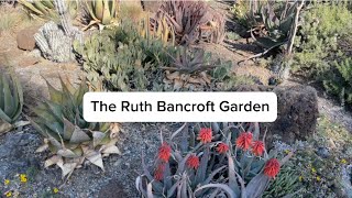 The Ruth Bancroft Garden  A Bay Area Gem [upl. by Akienom]