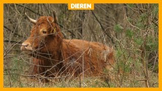 Koe Hermien vlucht voor de slager en niemand kan haar vangen [upl. by Aruol]