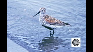 Dunlin [upl. by Jenny]