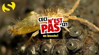 Ceci nest pas un insecte 121 [upl. by Nalaf]