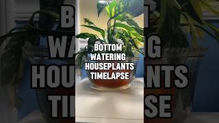 Bottom Watering my Dramatic Variegated Peace Lily Timelapse [upl. by Orit]