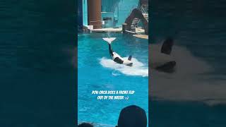 Orca Does A Front Flip Out Of The Water🐋orcas orcaencounter killerwhales killerwhaleshow like [upl. by Borgeson375]