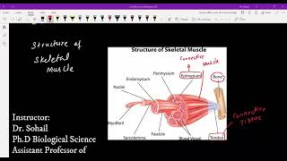 MDCAT Biology  Human Skeletal System Lecture04  Skeletal Muscles  Muscle Contraction [upl. by Robertson541]