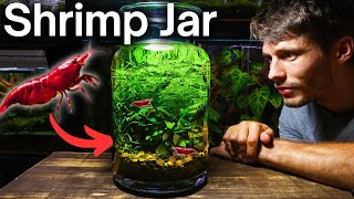 I Made a NoFilter Shrimp Jar Ecosystem Here’s How [upl. by Mylor50]