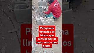 Pitoquinha limpando os blocos que derrubemos do muro seco sem gralto [upl. by Candis]