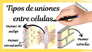 Tipos de UNIONES entre las CÉLULAS [upl. by Finah]