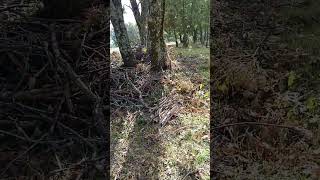 SISTEMA AGROFORESTAL de EVERGREEN en la Sierra de SEGOVIA [upl. by Jochebed236]