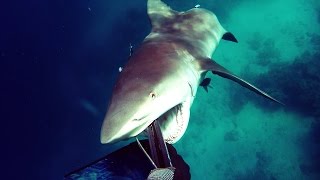 Shark Attack  Bullshark Attacks Spearfisherman [upl. by Ninel]