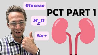 Proximal Convoluted Tubule Reabsorption Part 1 amp Diabetes [upl. by Arly263]