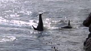 2015 Aug 9 About 50 Orca killer whales in Active Pass Galiano Island British Columbia Canada [upl. by Dulci]