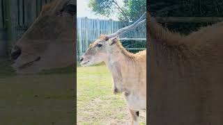 West Midlands Safari Park Summer Holidays Aug 24 giraffe elephant lion penguin seal [upl. by Ahsaetal]