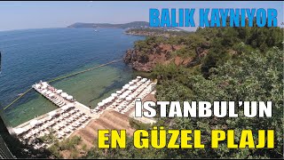 PLAJIN DİBİ KEFAL KAYNIYOR  İSTANBUL DAKİ EN GÜZEL PLAJA GİRDİM  KEFAL HAVUZU GİBİ PLAJ [upl. by Eatnuhs73]