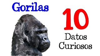 🦍 10 Datos Curiosos sobre los Gorilas 🍌 DATOS CURIOSOS 💡 [upl. by Cirtap519]