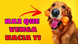 🔊 Sonidos para Llamar a tu Perro 🐶 Haz que tu Perro Venga ASEGURADO [upl. by Pail]