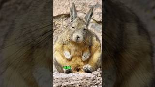 Viscacha animals cute nature facts [upl. by Nelle]