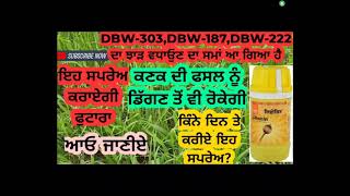 Use and benefits of lihocin in wheat cropਕਣਕ ਵਿੱਚ ਲੀਹੋਸਿਨ ਕਿਵੇੰ ਵਰਤੀਏ ਅਤੇ ਇਸਦੇ ਫਾਇਦੇ ਕੀ ਹਨ [upl. by Horgan]