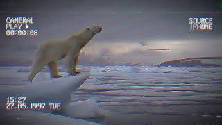 Polar Bear 2026mp4 [upl. by Pubilis]