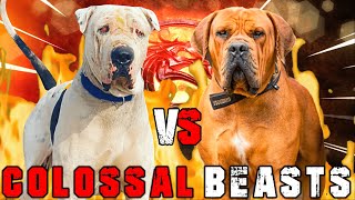 Bully Kutta vs Boerboel  Boerboel vs Bully Kutta  Powerful Guard Dog   Billa Boyka [upl. by Hannahc]