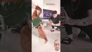 Make sure you record me😸🤓😁 shorts funny viralvideo trending comedy cat catlover phonk [upl. by Cung]